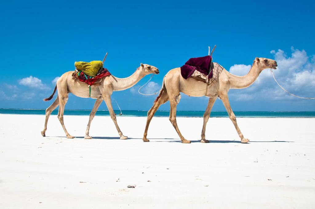 Mbili Kuwili Studio Suites Diani Beach Luaran gambar